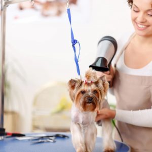 Mobile Dog Grooming Services