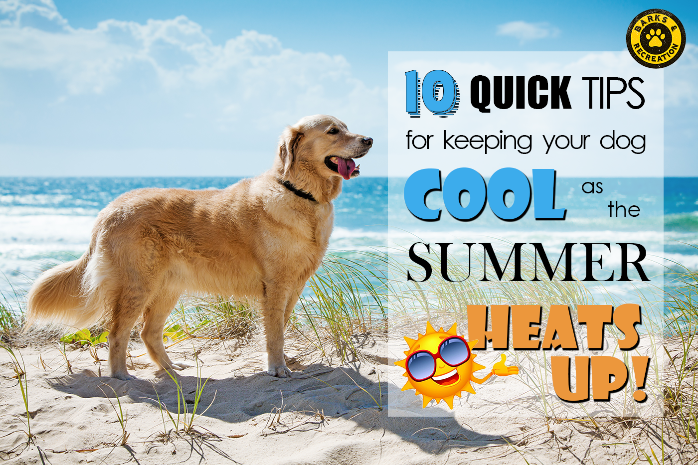 10 Quick Tips Keep Your Dog Cool for Summer Barks and Recreation