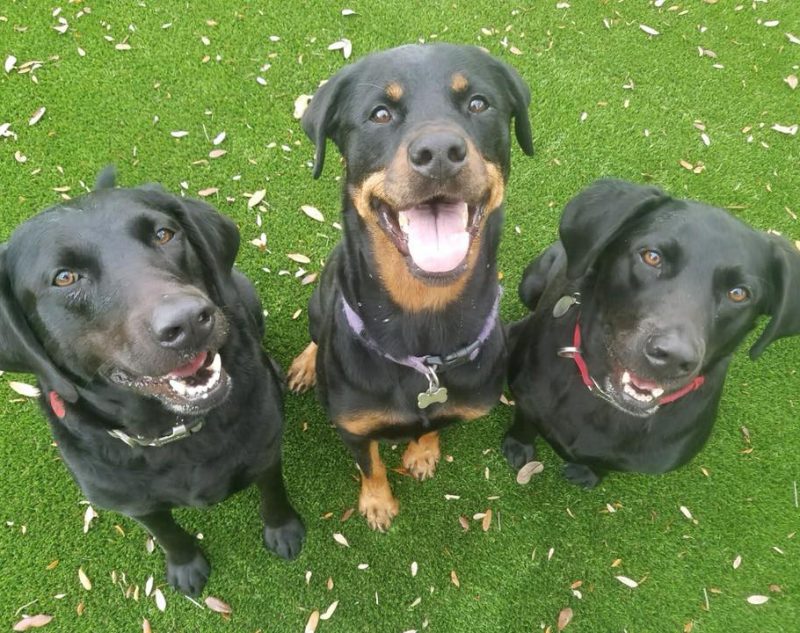 Barks and Recreation - Happy Smiling Pups