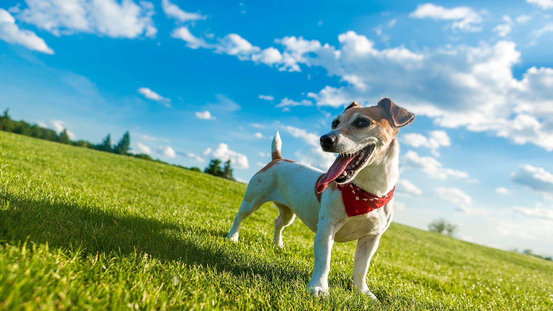 Happy sales dog walk