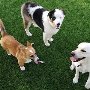 Doggy Daycare - Barks and Recreation