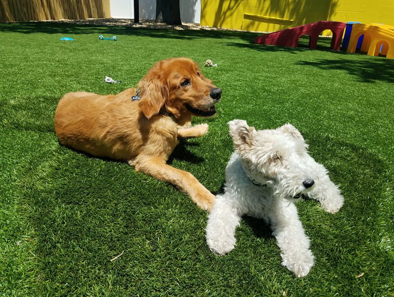 Doggy Daycare - Barks and Recreation -Sounder and Pearl