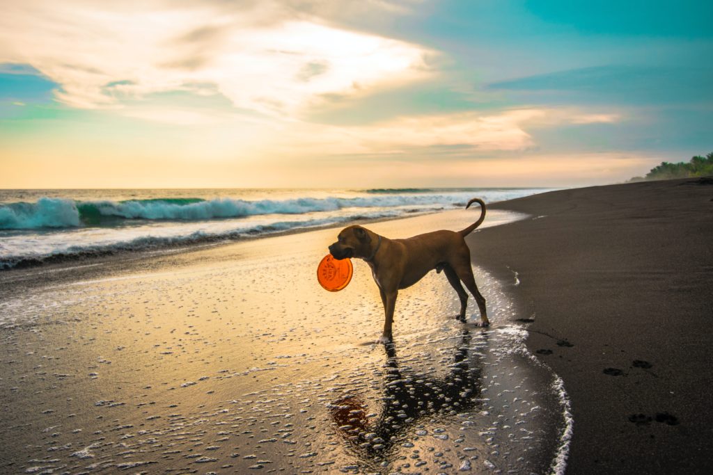 Beat Canine Boredom: Essential Dog Toys for Bored Dogs - Zach's Pet Shop