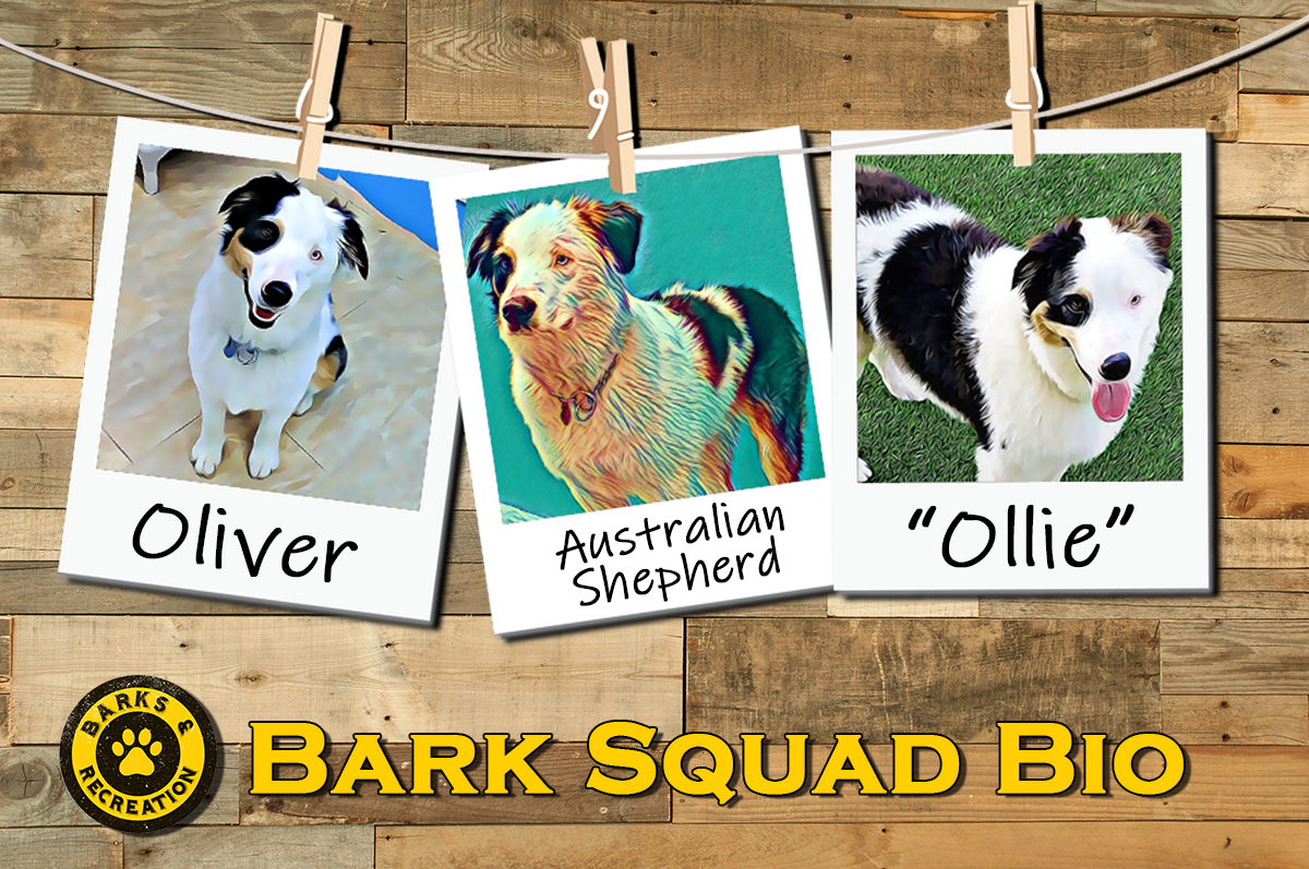 Bark Squad Bio - Oliver