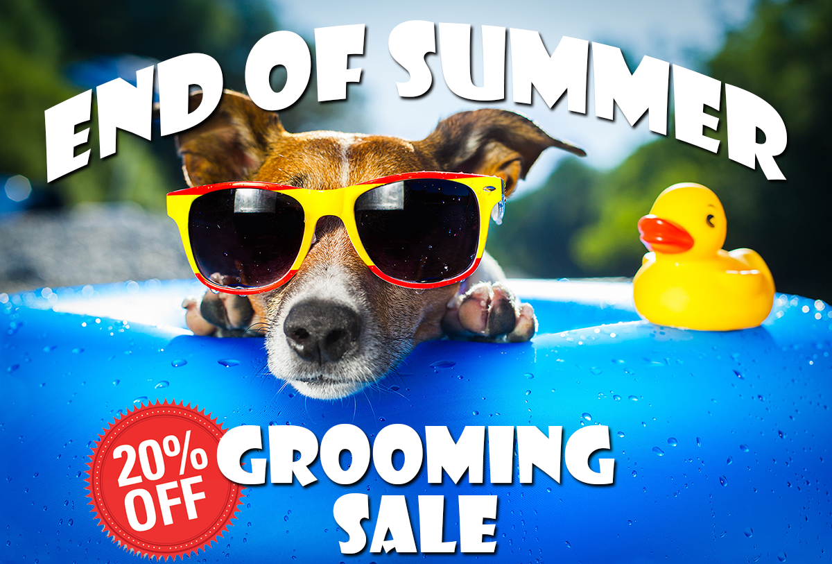 End of Summer Grooming Sale - Dog Grooming - Seminole Florida - Tampa Bay - Pinellas County