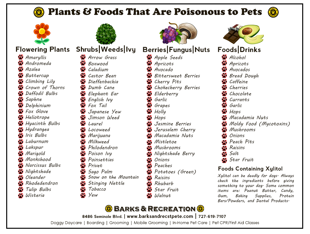 what weeds are poisonous to dogs