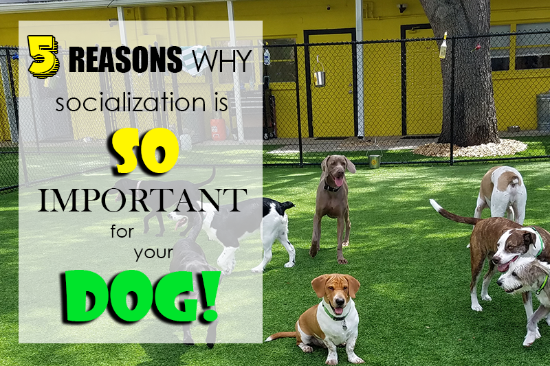 5 Reasons Why Socialization Is So Important For Your Dog