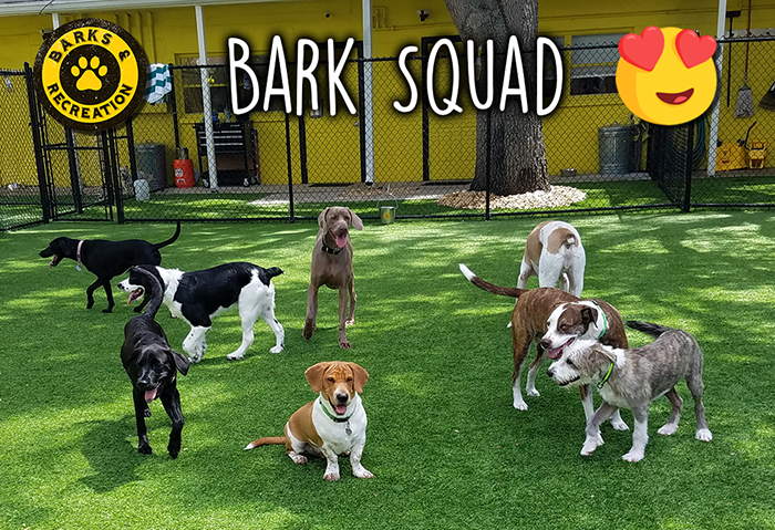 The Bark Squad in Dog Daycare at Barks & Recreation