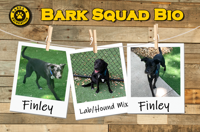 Finley Bark Squad LabHound Mix Barks and Recreation